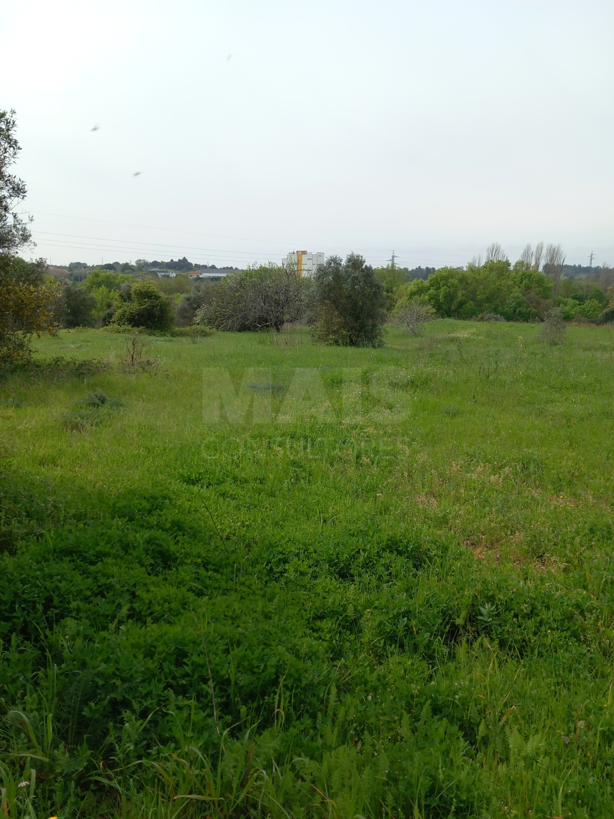Rustic land of 4.04 hectares with olive groves, cork oaks, vineyards and a watercourse